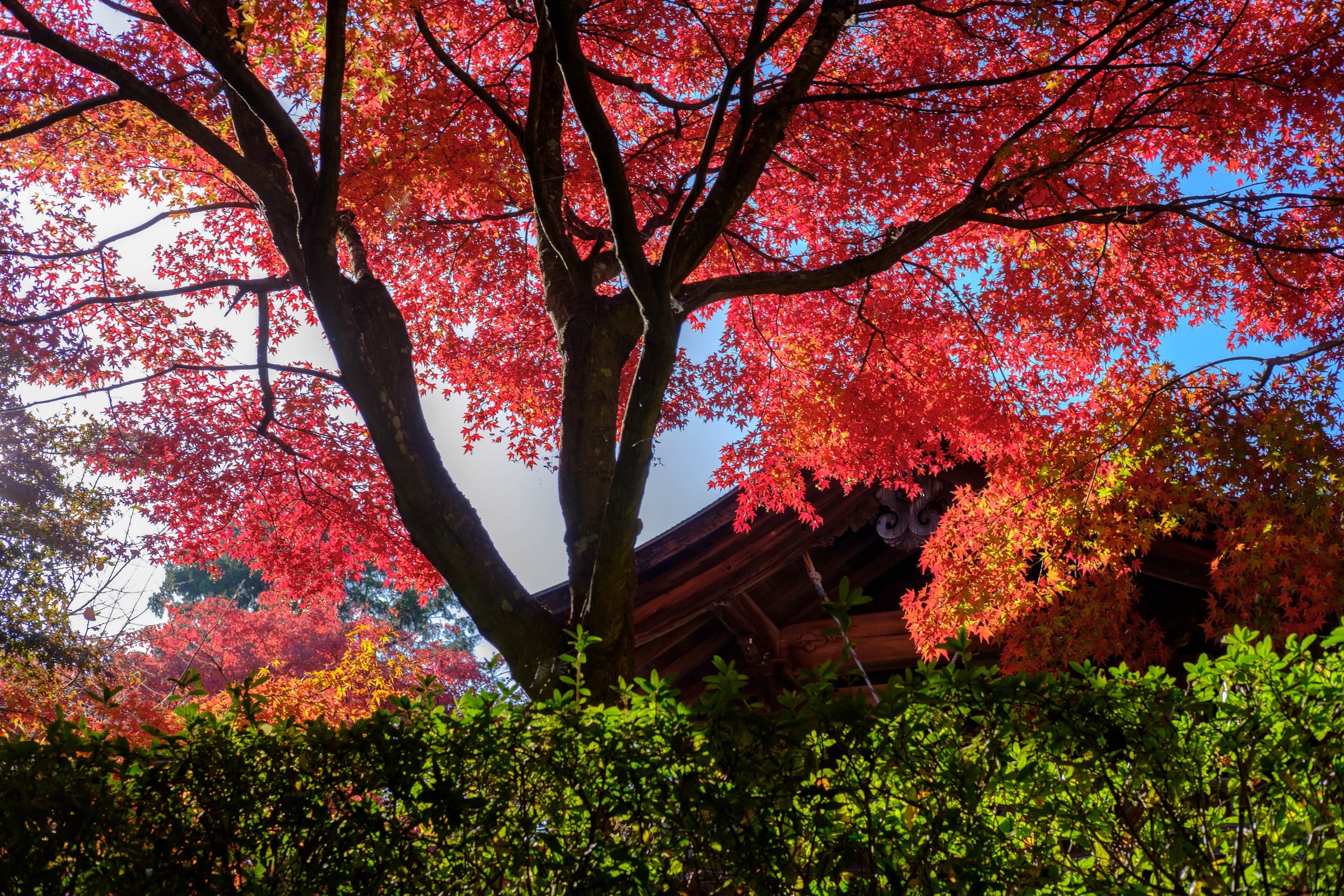 kyoto 正伝寺