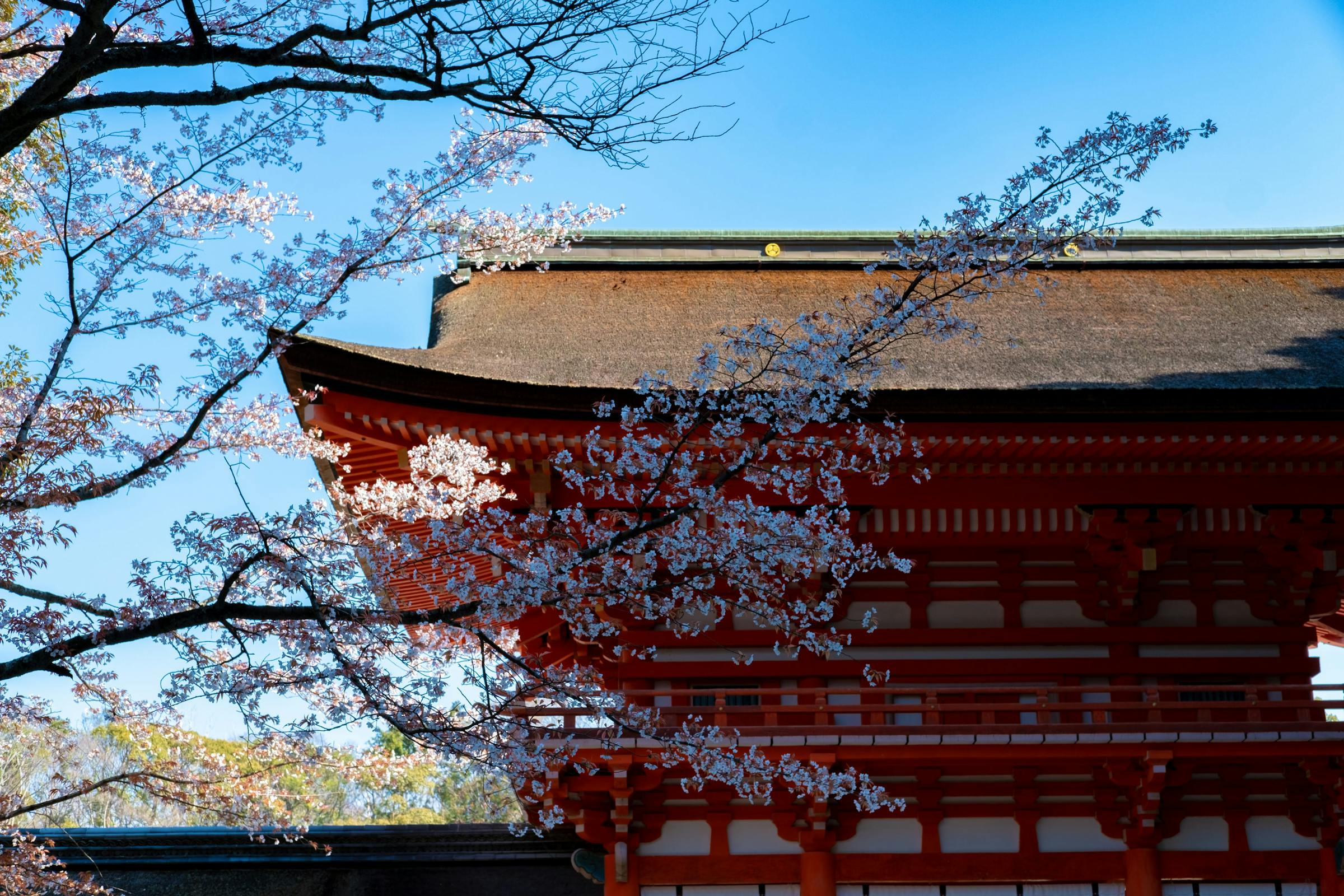 kyoto 下鴨神社