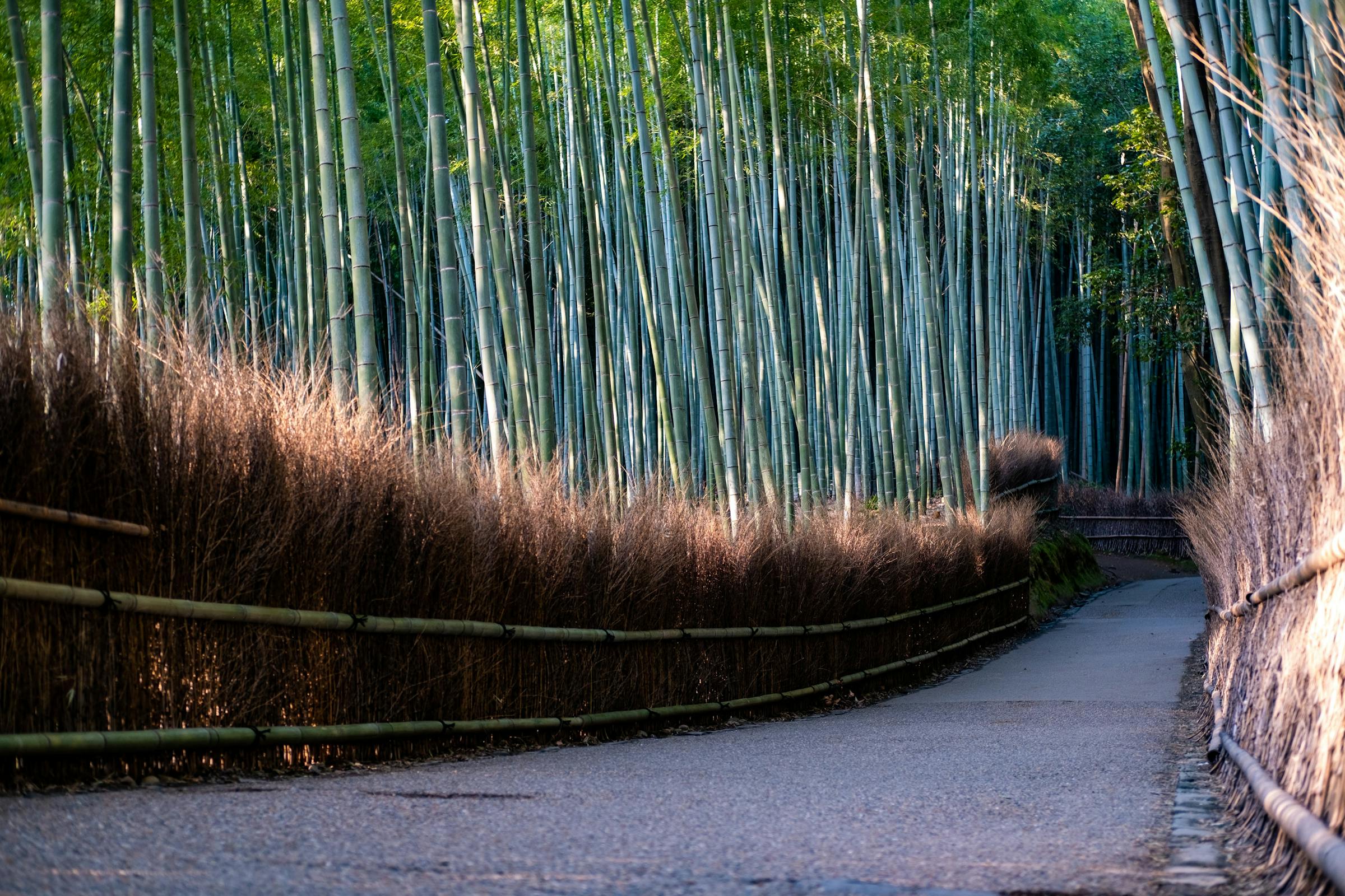 kyoto 嵐山 竹林の小径