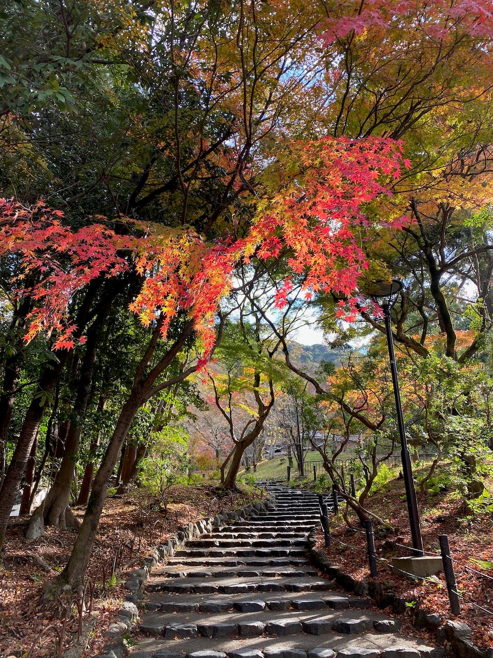 kyoto 円山公園