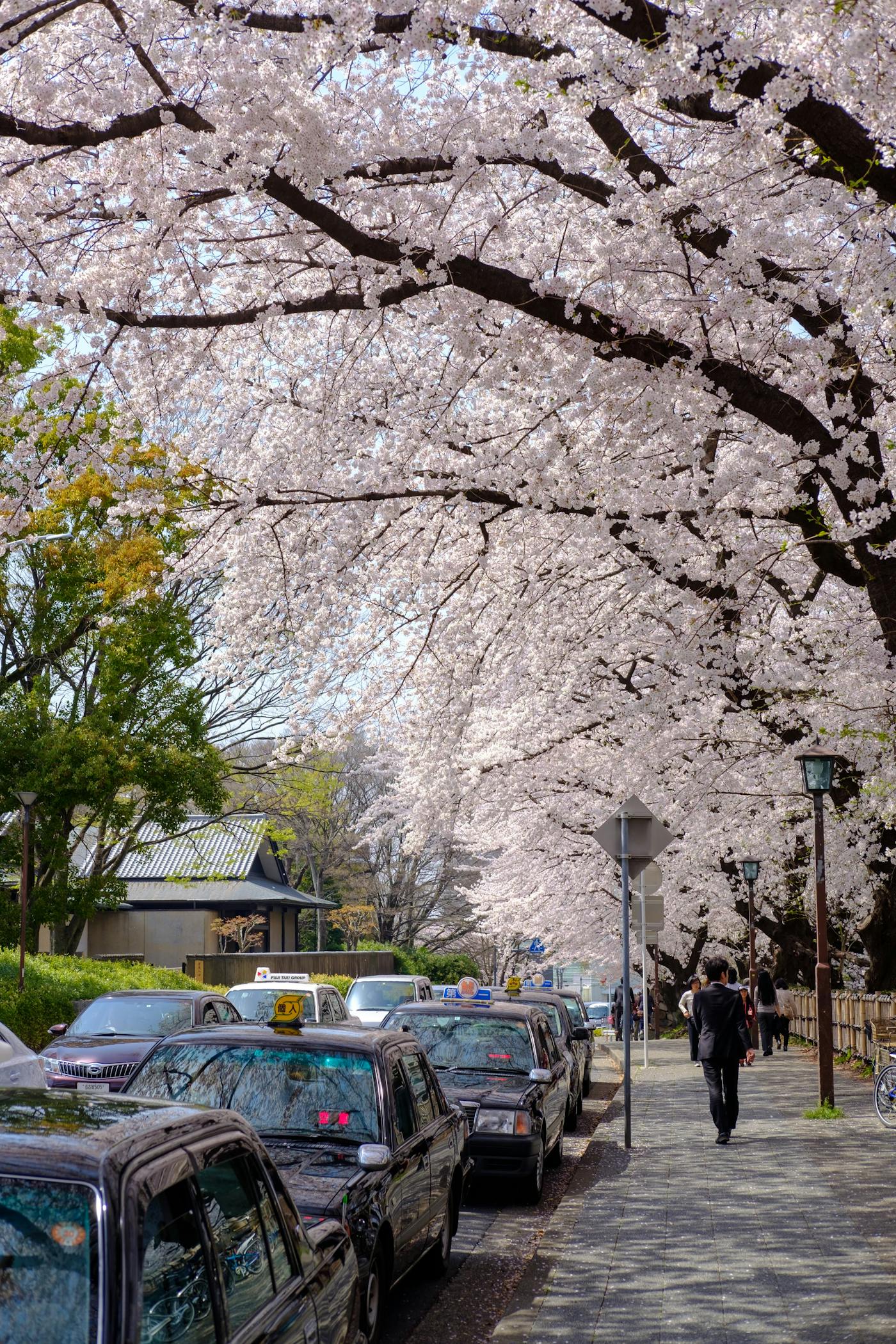 nagoya 名古屋城 桜